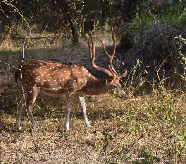 Arrival in Sawai Madhopur & <br> First Jungle Safari